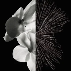 Gentleman woda perfumowana spray 60ml